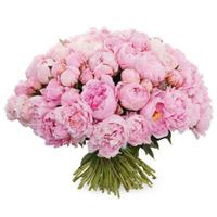 Amazing bouquet of 51 pink peonies