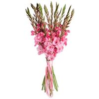 Beautiful 11 pink gladiolus