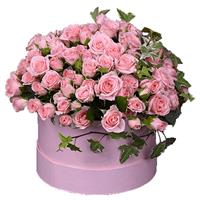 25 pink bush roses in a box