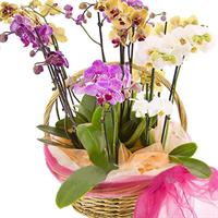 5 orchids in the basket