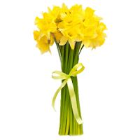 The bouquet for yellow daffodils