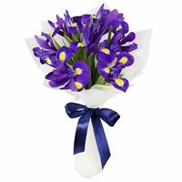 11 purple irises