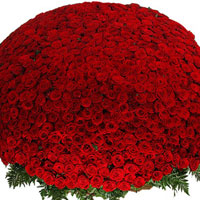 1001 red rose