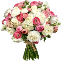 Bouquet of pink and white ranunkulyus