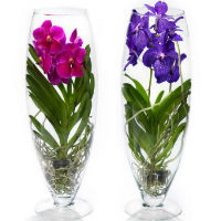 Vanda orchid in glass