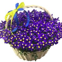 Basket of 101 iris
