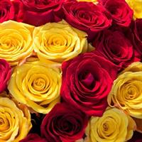 Букет із 75 червоних та жовтих  роз