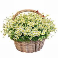 Basket with daisies