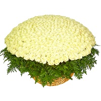 Basket of 301 white roses