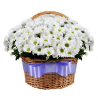 Basket with chamomile chrysanthemum