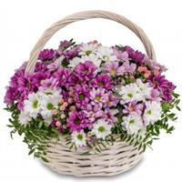 11 pink chrysanthemums in a basket