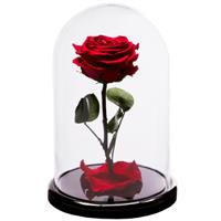 Red rose in a flask