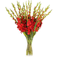 15 red gladioluses